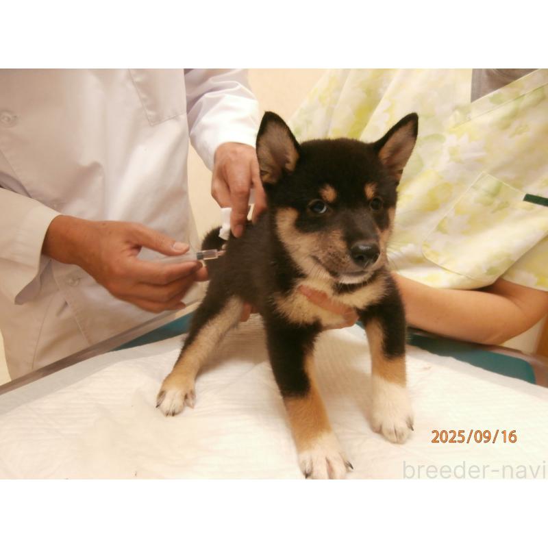販売中の大阪府の柴犬-406923の2枚目