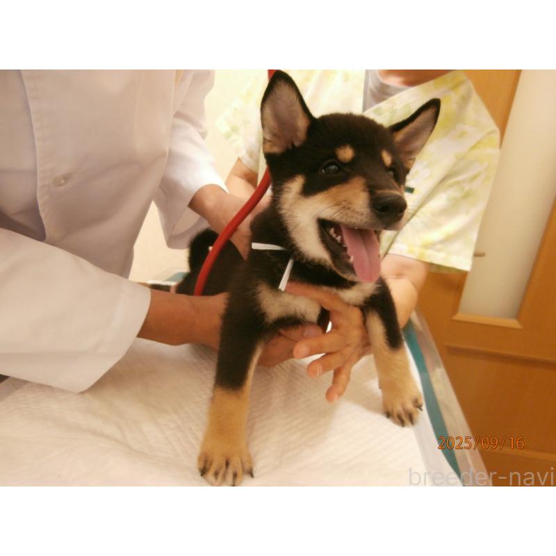 商談中の大阪府の柴犬-406928の3枚目