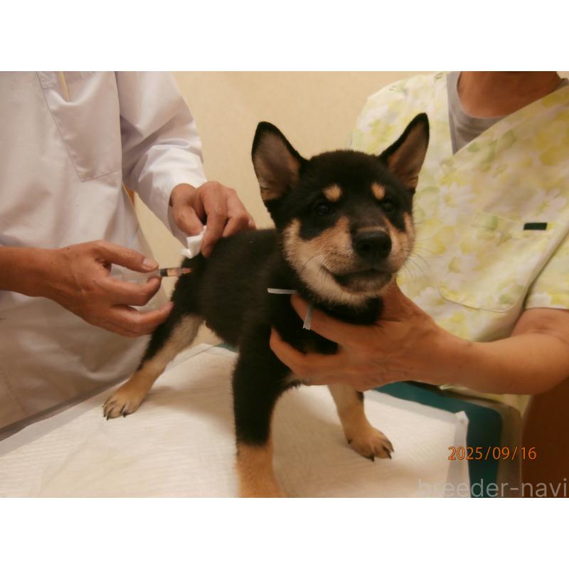 商談中の大阪府の柴犬-406928の2枚目