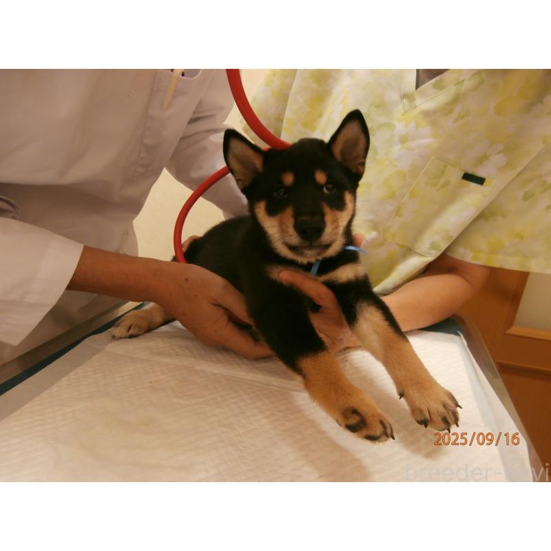 販売中の大阪府の柴犬-406929の3枚目
