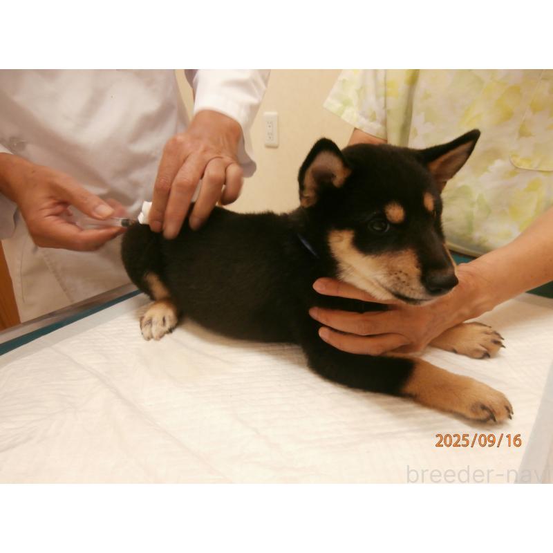 販売中の大阪府の柴犬-406929の2枚目
