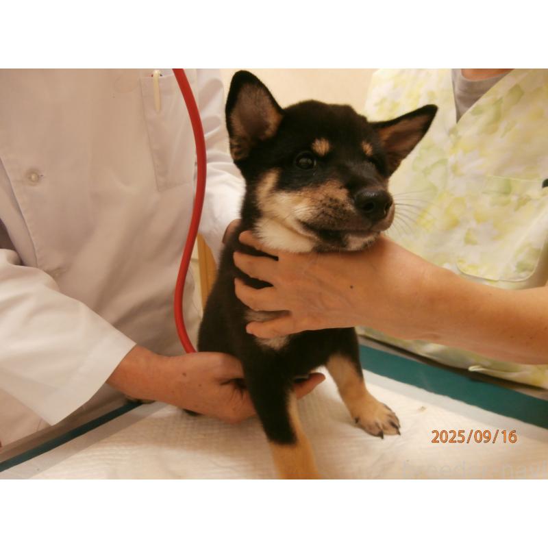 成約済の大阪府の柴犬-406931の5枚目