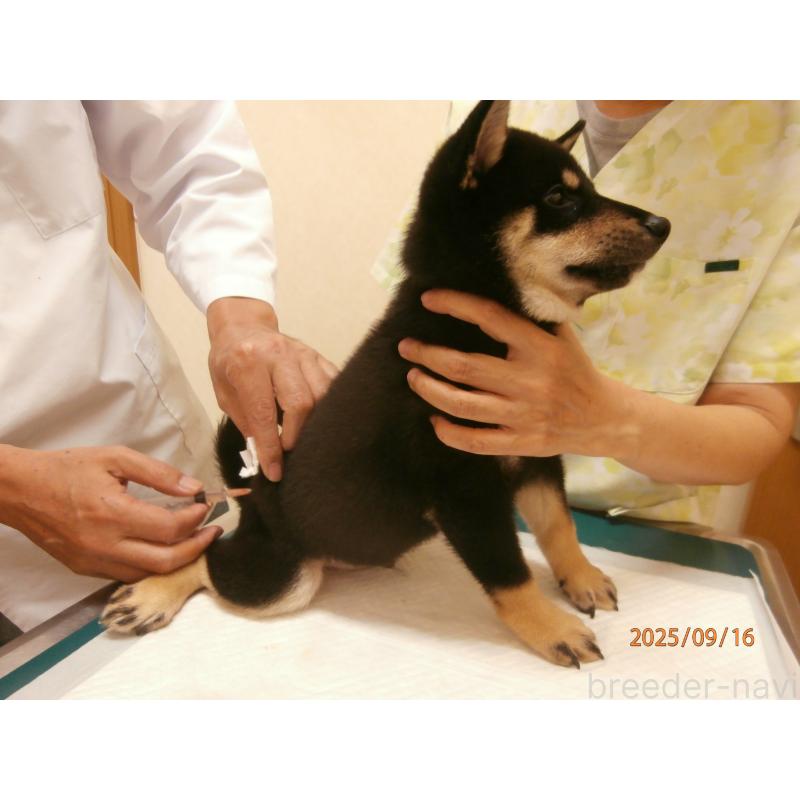 成約済の大阪府の柴犬-406931の4枚目