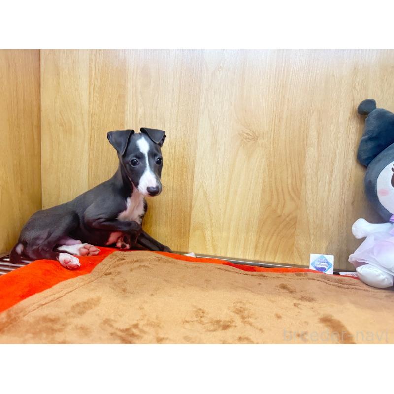 販売中の愛知県のイタリアングレーハウンド(イタグレ)-413937の6枚目