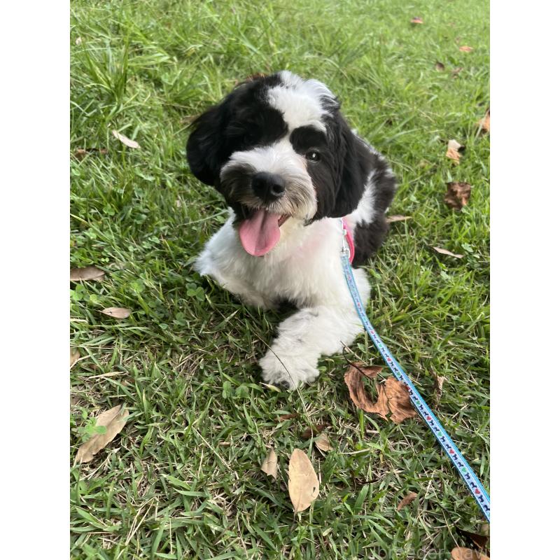 成約済の埼玉県のキャバマル:キャバリア×マルチーズ-391906の5枚目