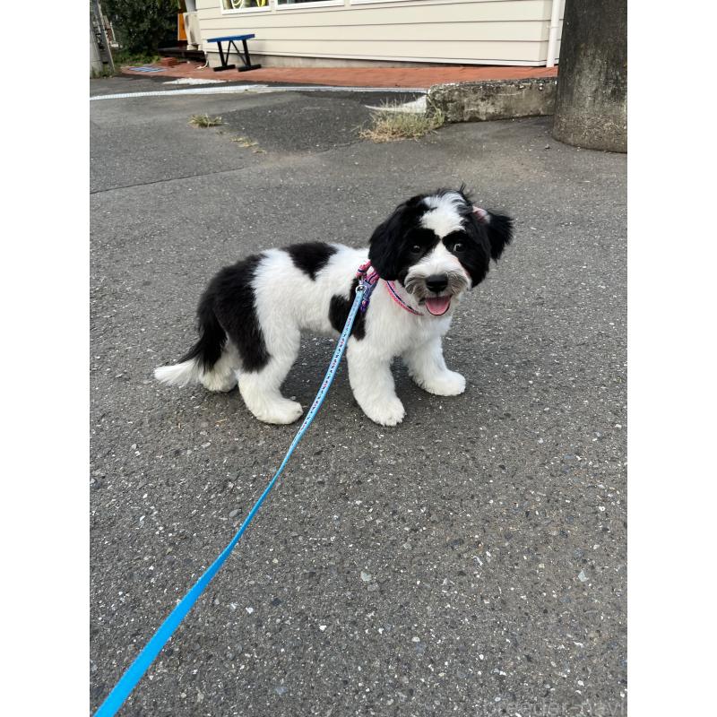 成約済の埼玉県のキャバマル:キャバリア×マルチーズ-391906の4枚目