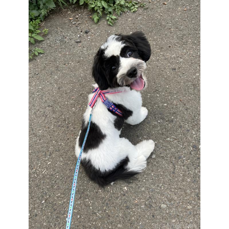 成約済の埼玉県のキャバマル:キャバリア×マルチーズ-391906の3枚目