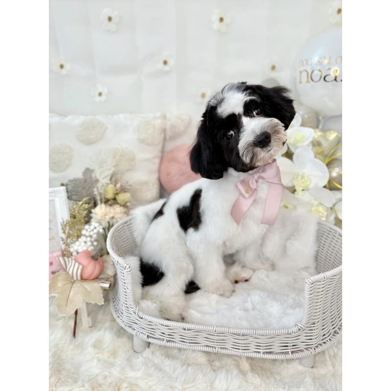 成約済の埼玉県のキャバマル:キャバリア×マルチーズ-391906の2枚目