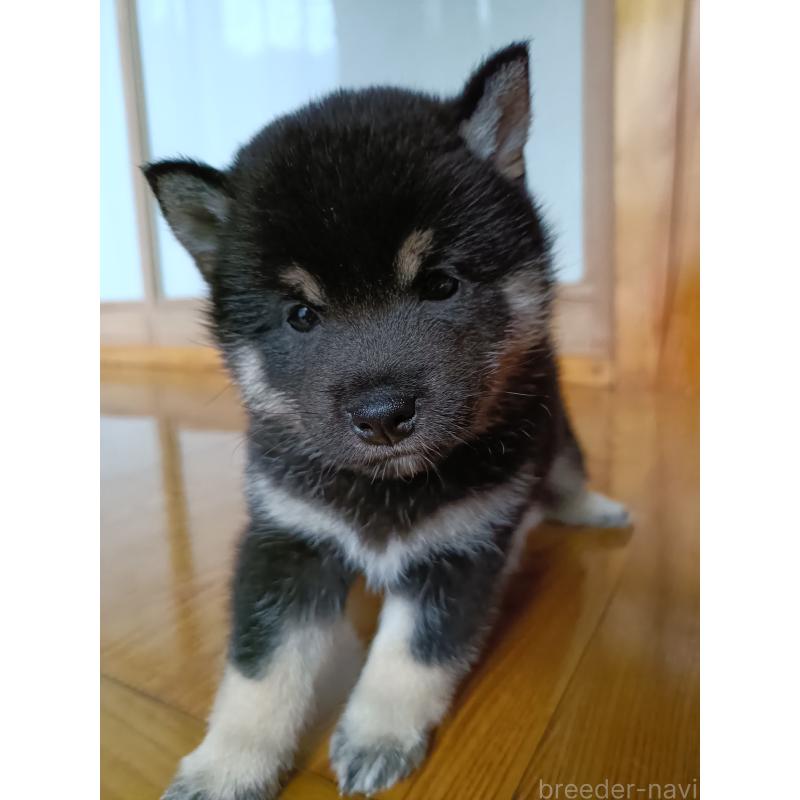 販売中の岩手県の柴犬-413718の4枚目