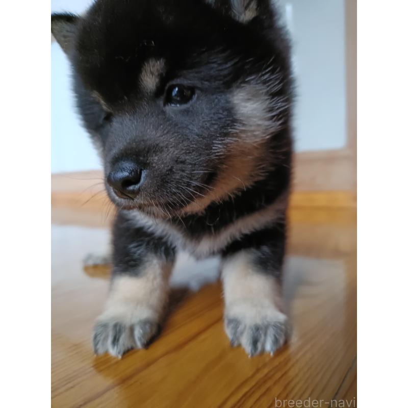 販売中の岩手県の柴犬-413718の3枚目