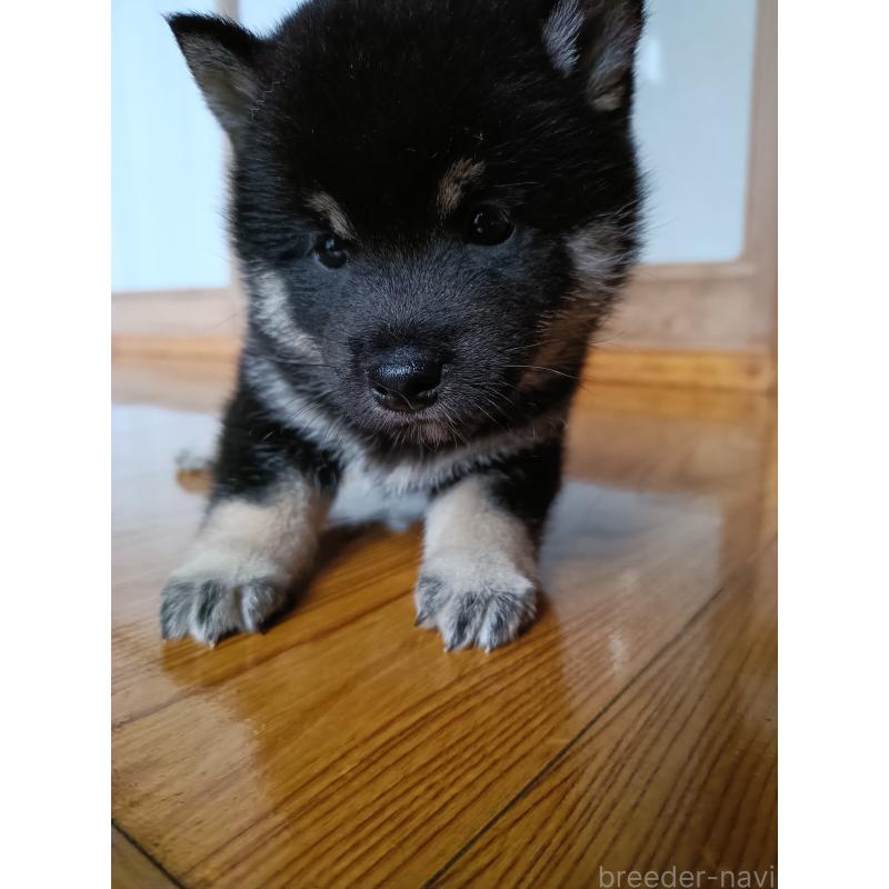 販売中の岩手県の柴犬-413718の2枚目