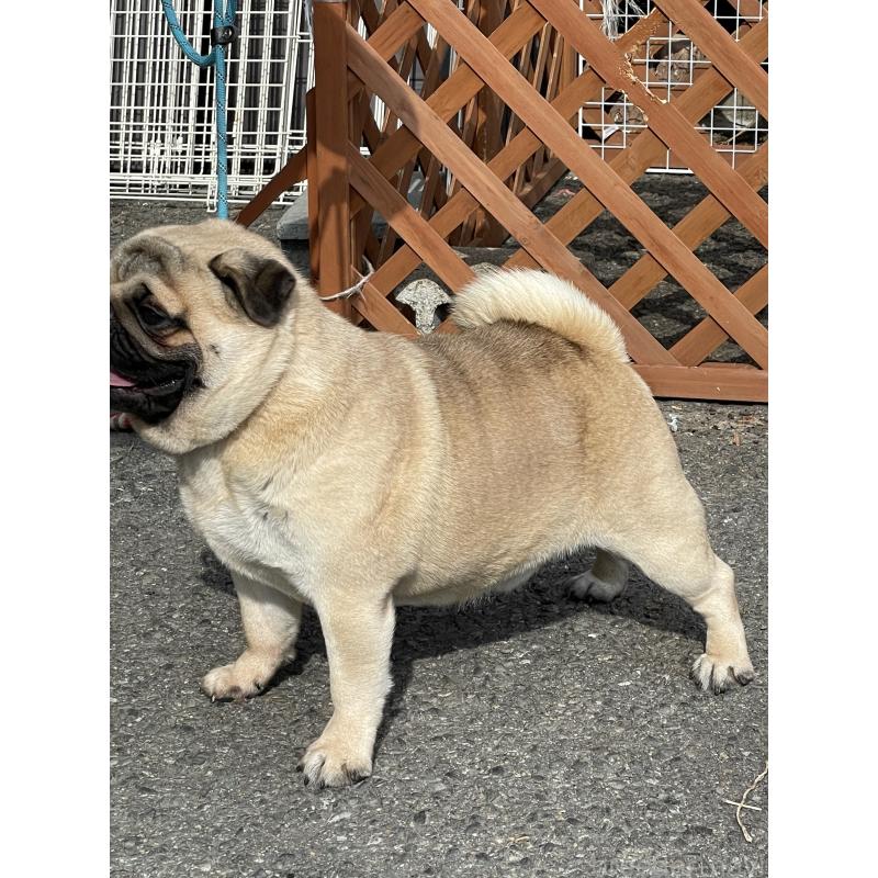 レッドくん1枚目