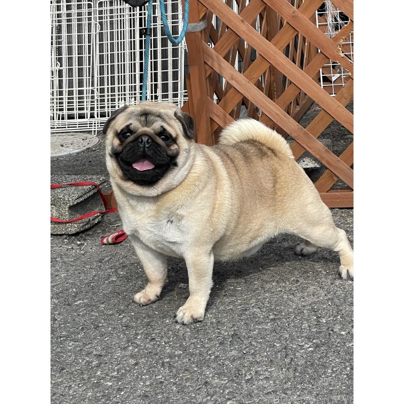 レッドくん1枚目