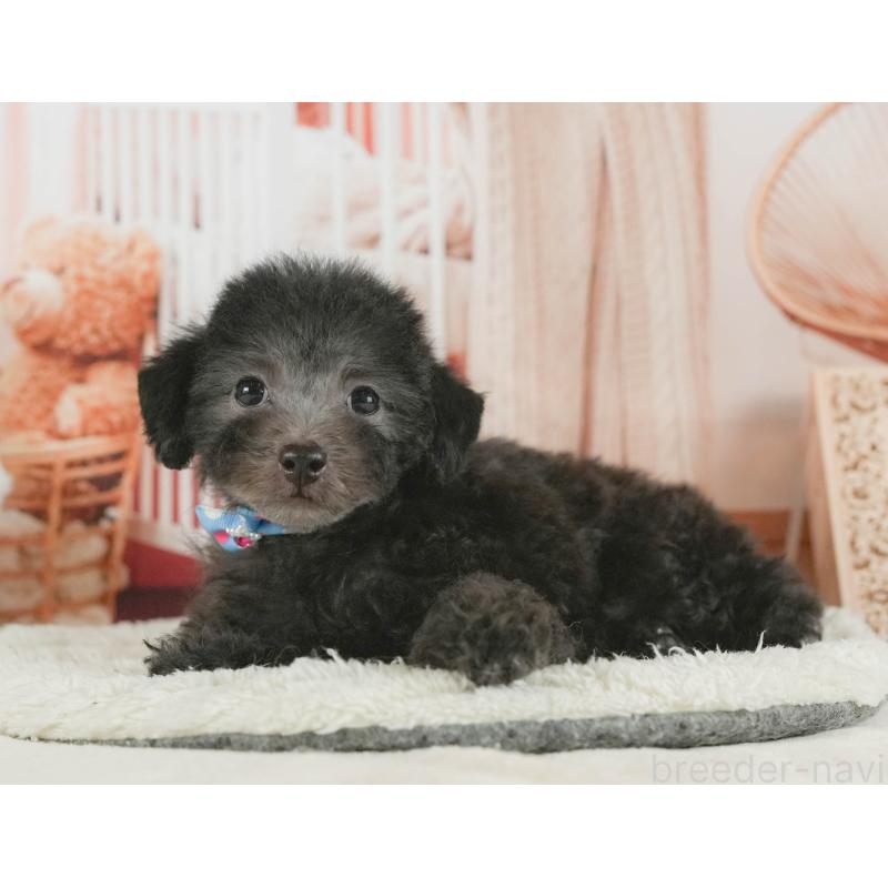 販売中の静岡県のトイプードル-413974の14枚目