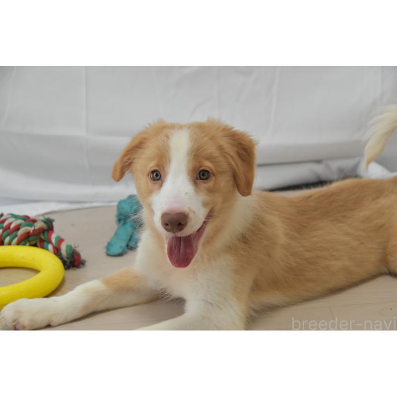 販売中の神奈川県のボーダーコリー-403238の4枚目