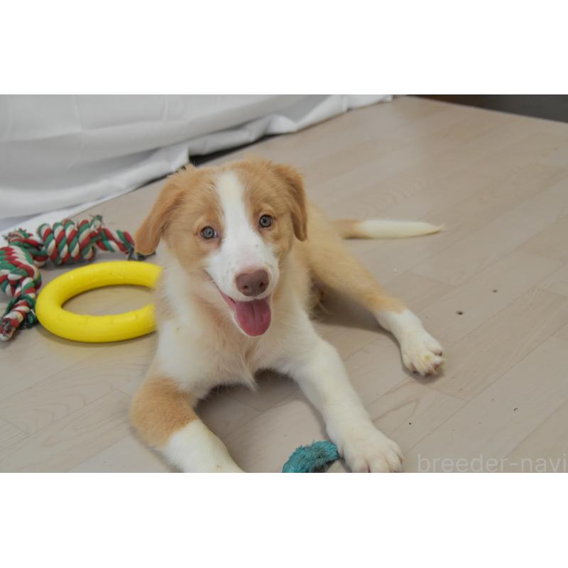 販売中の神奈川県のボーダーコリー-403238の3枚目