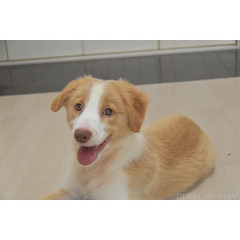 販売中の神奈川県のボーダーコリー-403238の2枚目