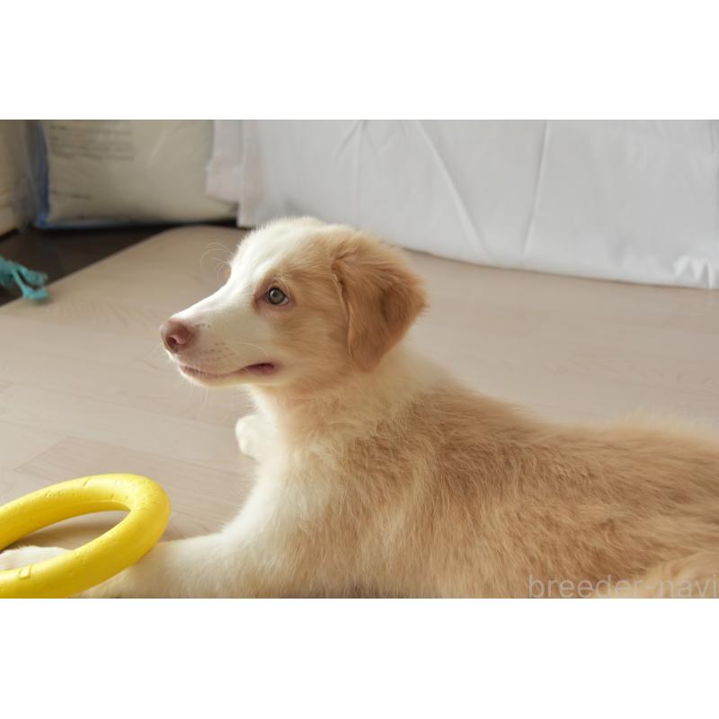 販売中の神奈川県のボーダーコリー-403239の4枚目