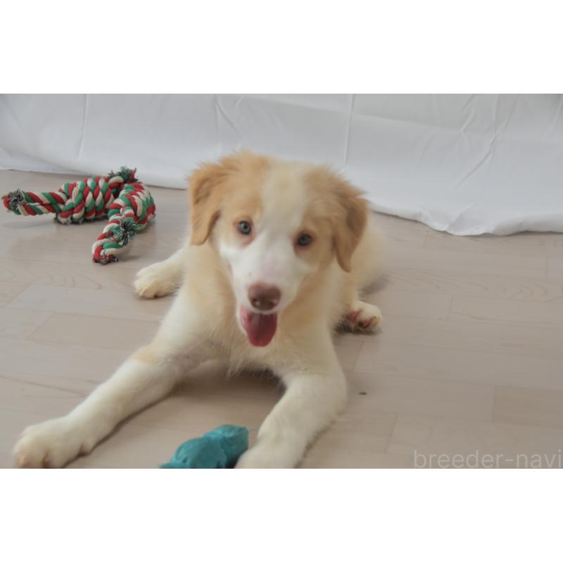 販売中の神奈川県のボーダーコリー-403239の3枚目