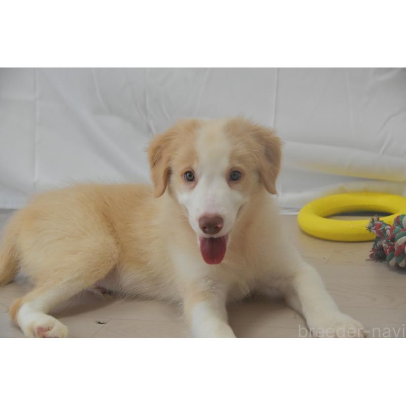 販売中の神奈川県のボーダーコリー-403239の2枚目