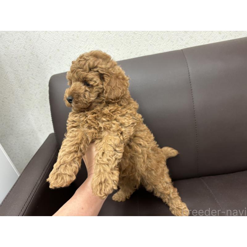 販売中の神奈川県のトイプードル-413979の5枚目