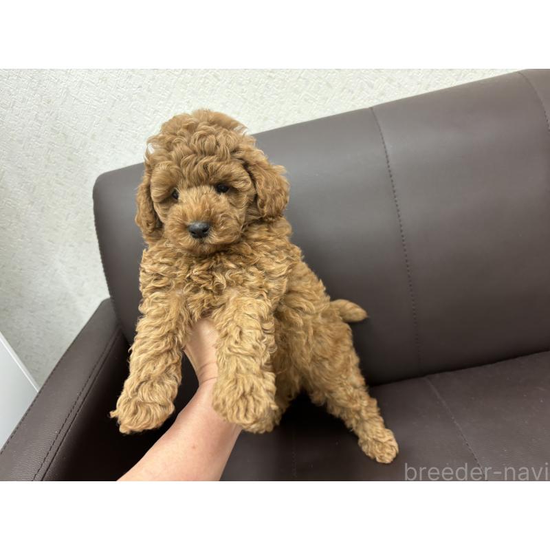 販売中の神奈川県のトイプードル-413979の4枚目