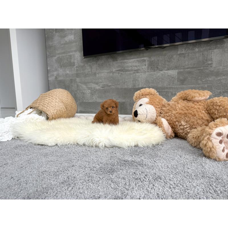 販売中の滋賀県のティーカッププードル-413980の5枚目