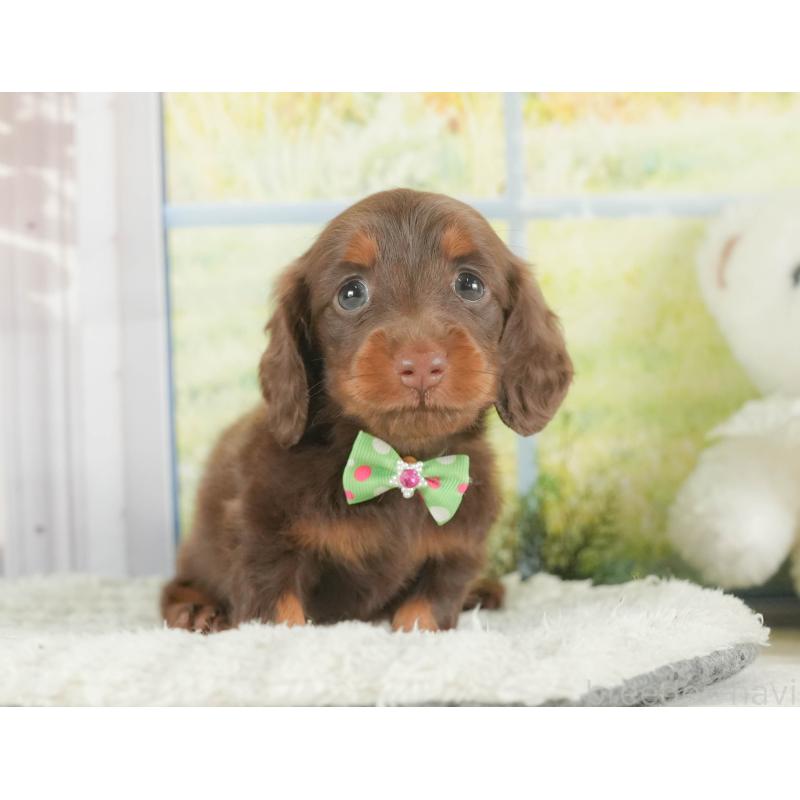 成約済の静岡県のミニチュアダックスフンド(ロングヘアード)-407714の4枚目