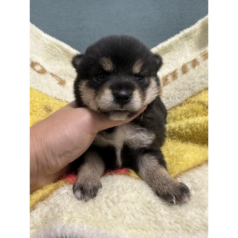 販売中の岡山県の柴犬-413995