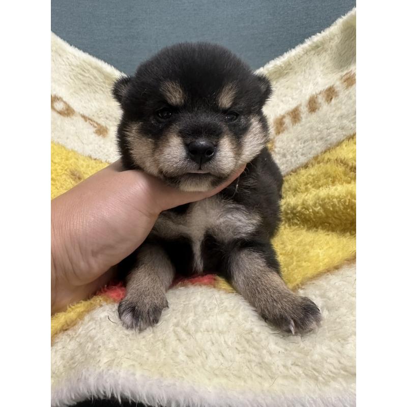 販売中の岡山県の柴犬-413995の7枚目