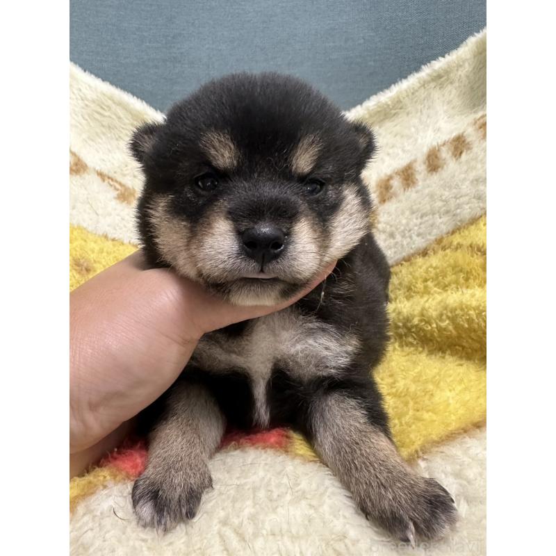 販売中の岡山県の柴犬-413995の6枚目