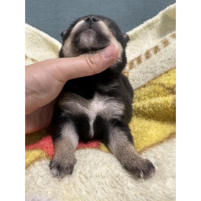 販売中の岡山県の柴犬-413995の5枚目