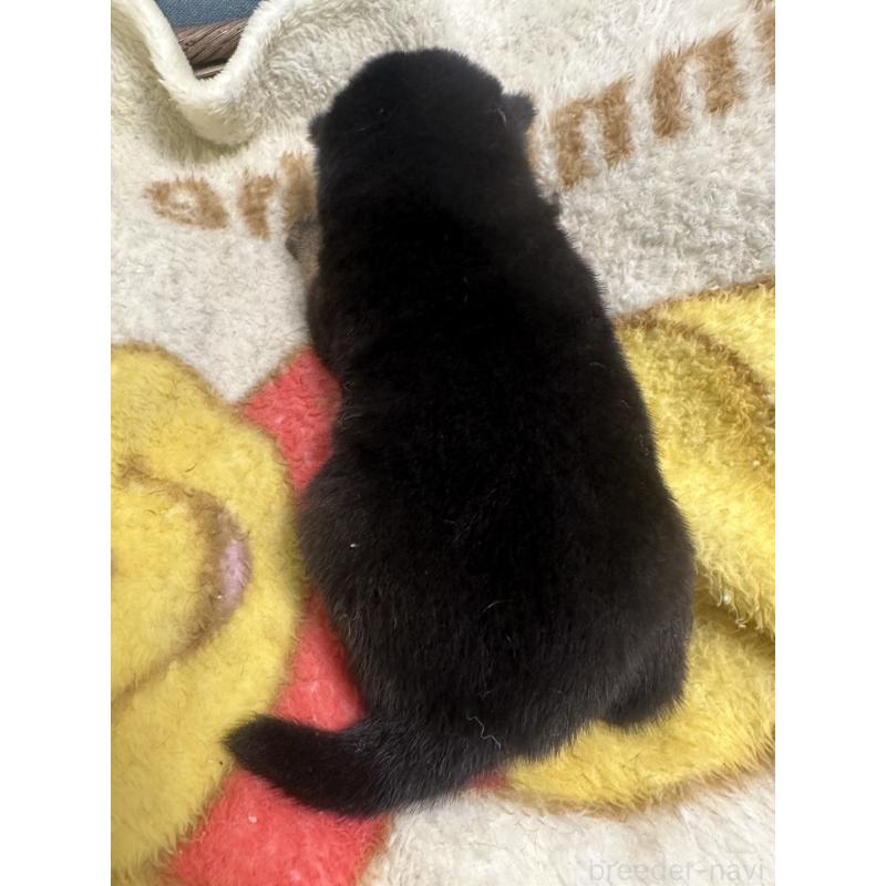 販売中の岡山県の柴犬-413995の4枚目