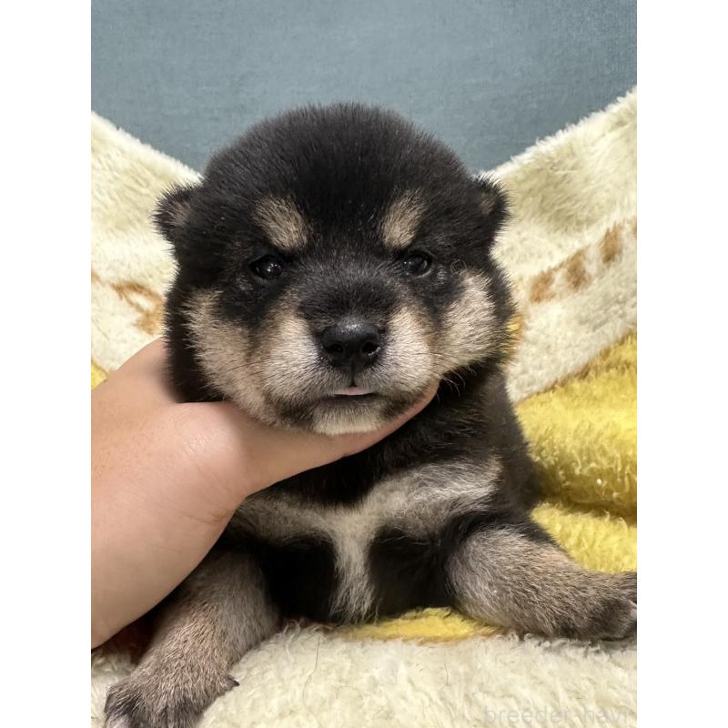 販売中の岡山県の柴犬-413995の3枚目