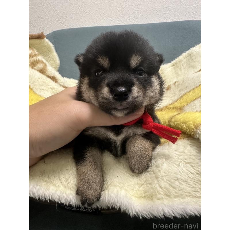 販売中の岡山県の柴犬-413996の6枚目