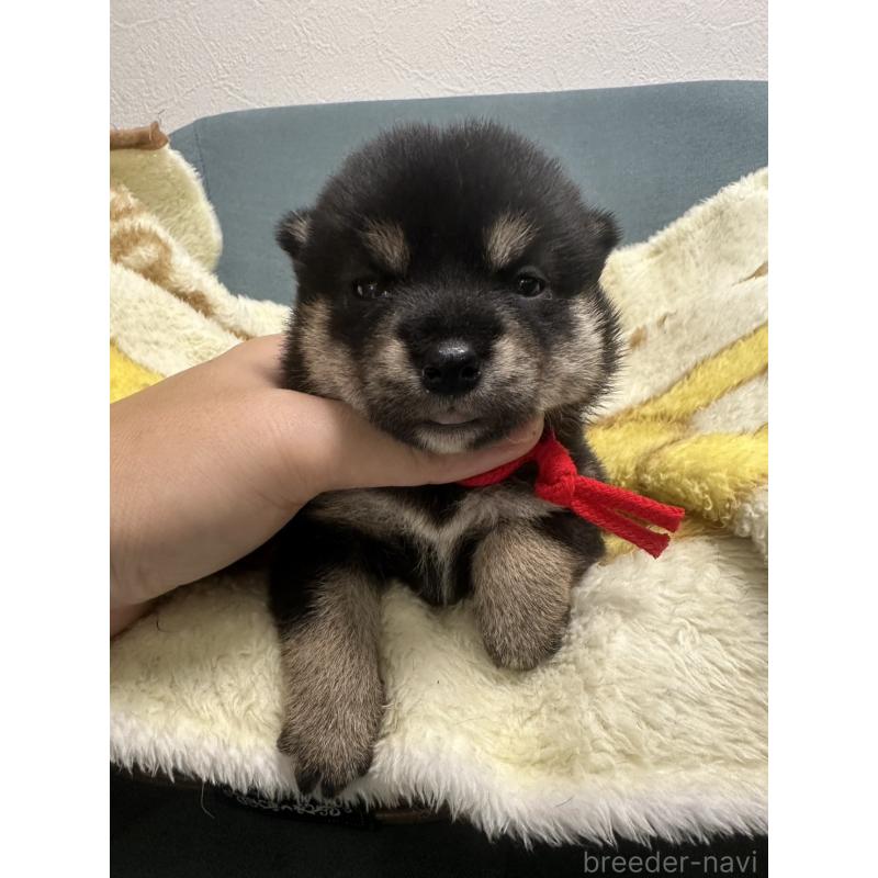 販売中の岡山県の柴犬-413996の1枚目