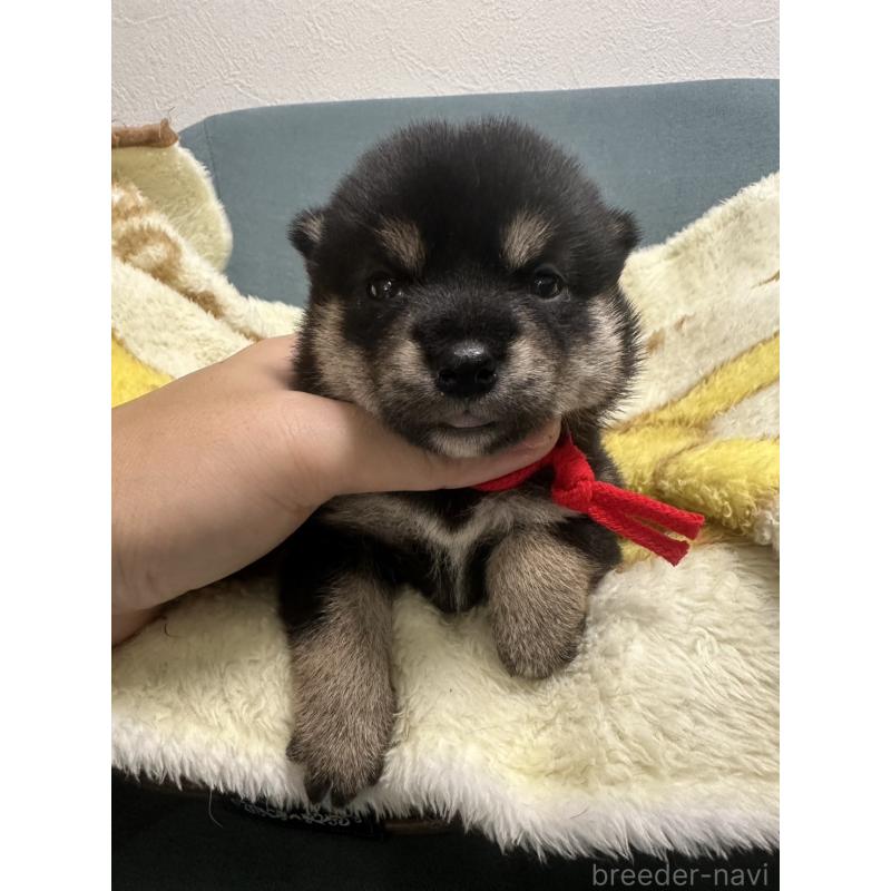 販売中の岡山県の柴犬-413996の5枚目