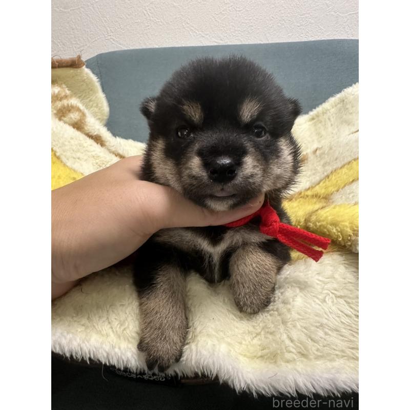 販売中の岡山県の柴犬-413996の4枚目