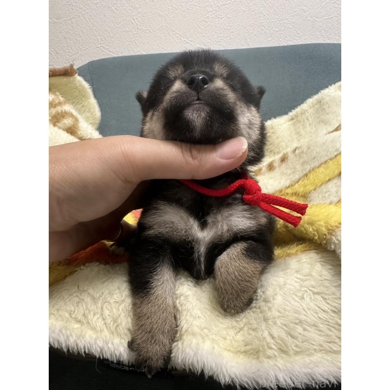 販売中の岡山県の柴犬-413996の3枚目