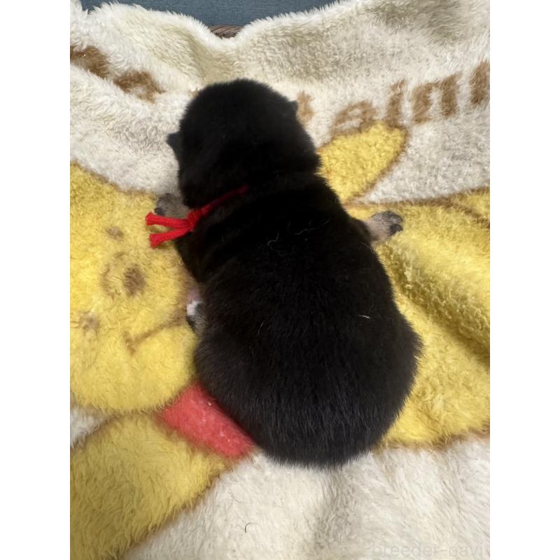 販売中の岡山県の柴犬-413996の2枚目