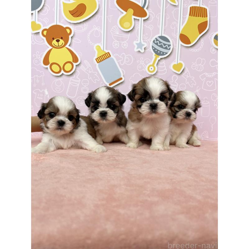 成約済の東京都のシーズー-413286の3枚目