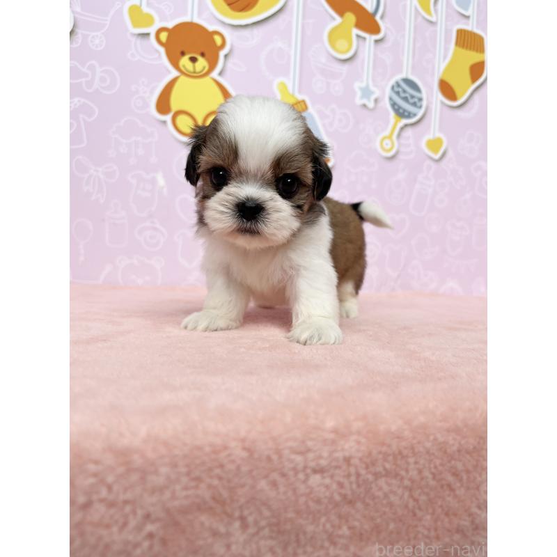 成約済の東京都のシーズー-413286の2枚目