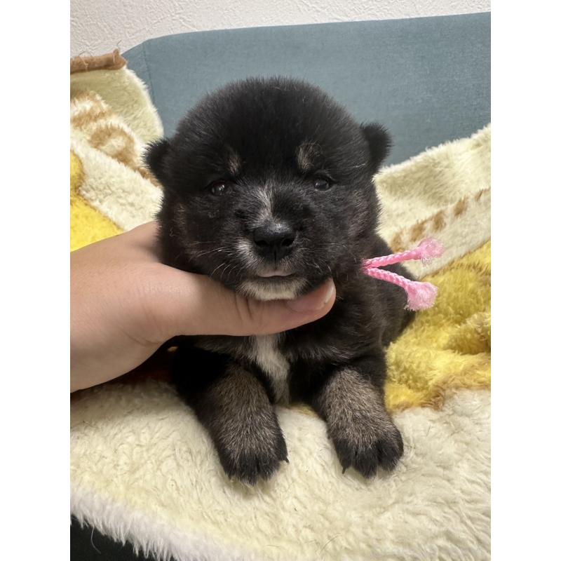 販売中の岡山県の柴犬-413997の6枚目