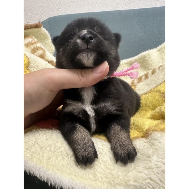 販売中の岡山県の柴犬-413997の3枚目