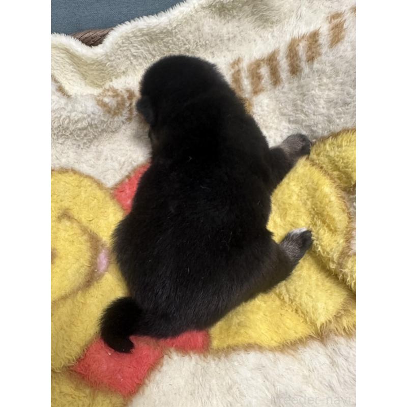販売中の岡山県の柴犬-413997の2枚目