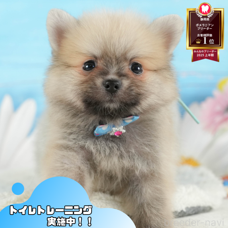 成約済ののポメラニアン-402853
