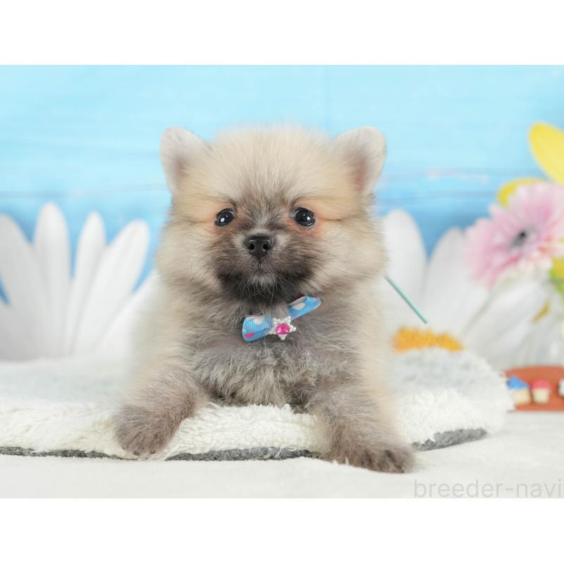 成約済の静岡県のポメラニアン-402853の4枚目