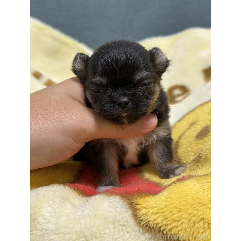 販売中の岡山県のチワワ(ロングコート)-414002の10枚目