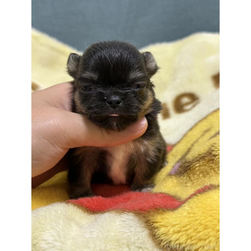 販売中の岡山県のチワワ(ロングコート)-414002の7枚目