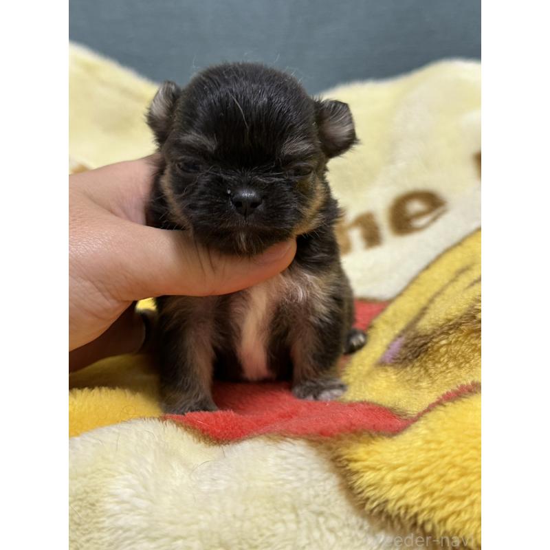 販売中の岡山県のチワワ(ロングコート)-414002の6枚目